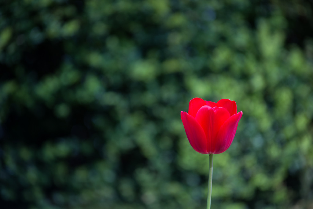 guild-photo-walk-london-tulip