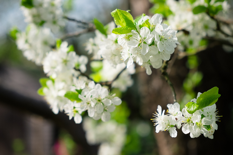 Spring blossom in the gardens of The Red House Bexley | Oakhouse Photography