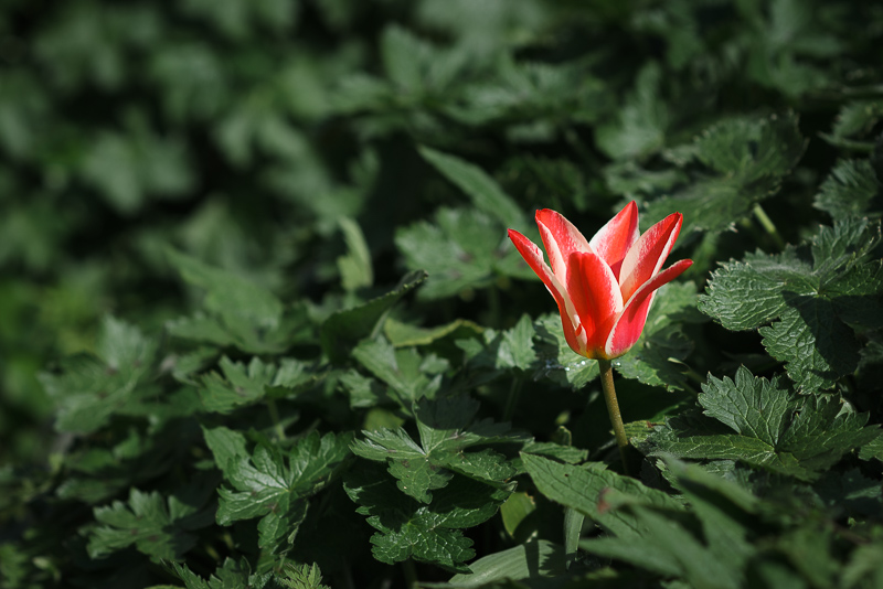 Lone tulip in The Red House gardens Bexley | Oakhouse Photography