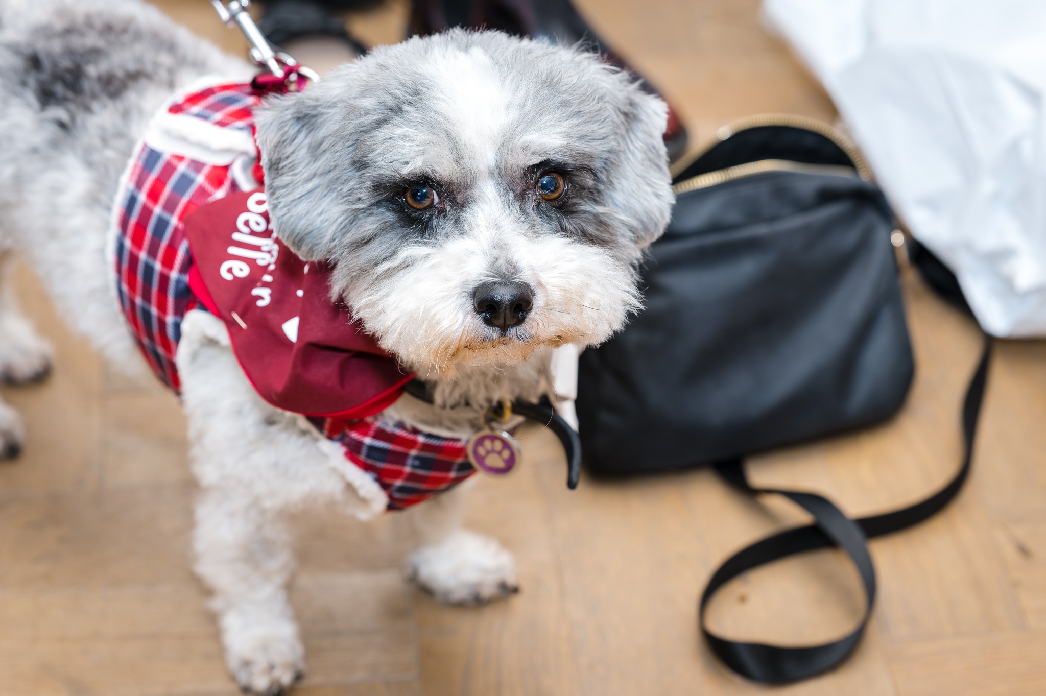 Bride and groom's pet dog with rings in the Bridal Suite at Swallows Oast | Oakhouse Photography